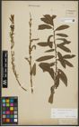 Foto von Salix purpurea L.